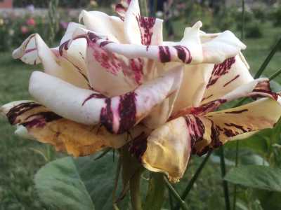 Una rara rosa screziata di bordeaux scurissimo